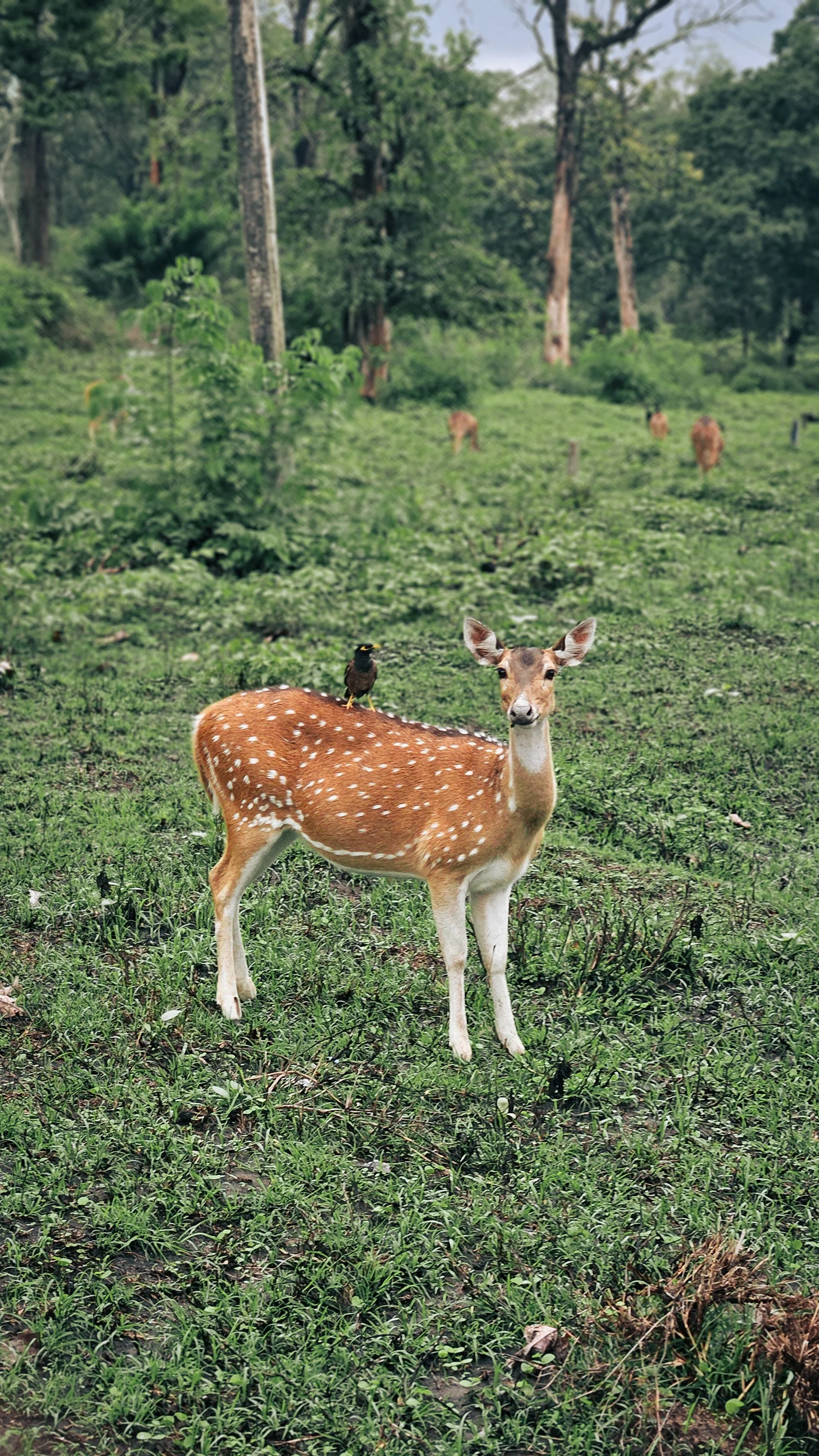 Chitwan National Park Wildlife Jungle Safari- 3 Days Image 2